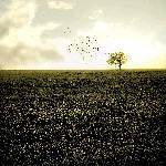 Escarres : Escarres - Greenwald